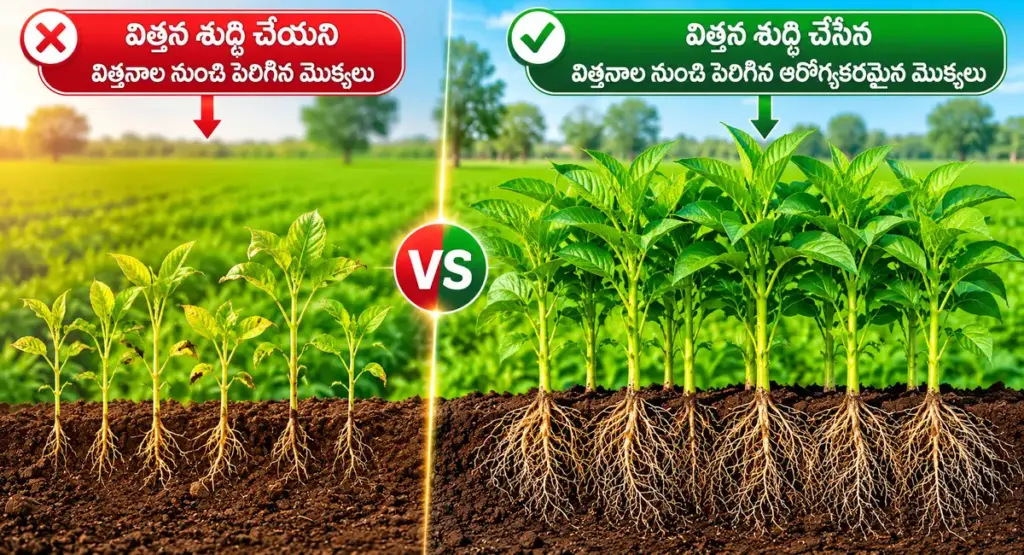 విత్తన శుద్ధి చేసిన మరియు చేయని విత్తనాల నుంచి పెరిగిన పంట మొక్కల తేడా చూపిస్తున్న చిత్రం