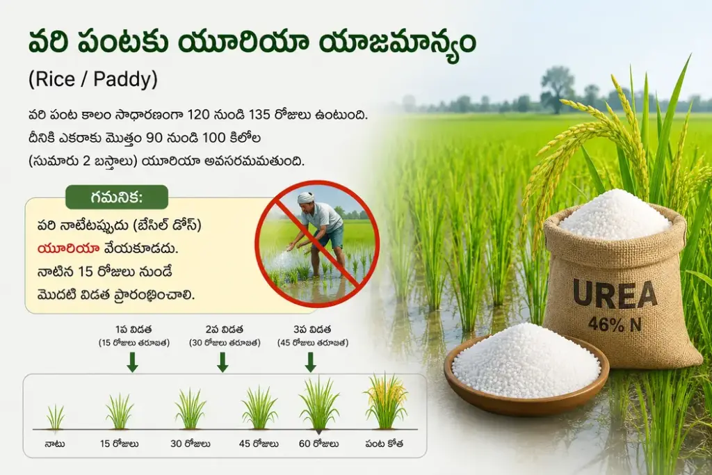 వరి పంటకు యూరియా యాజమాన్యం వరి పంటకు యూరియా యాజమాన్యం