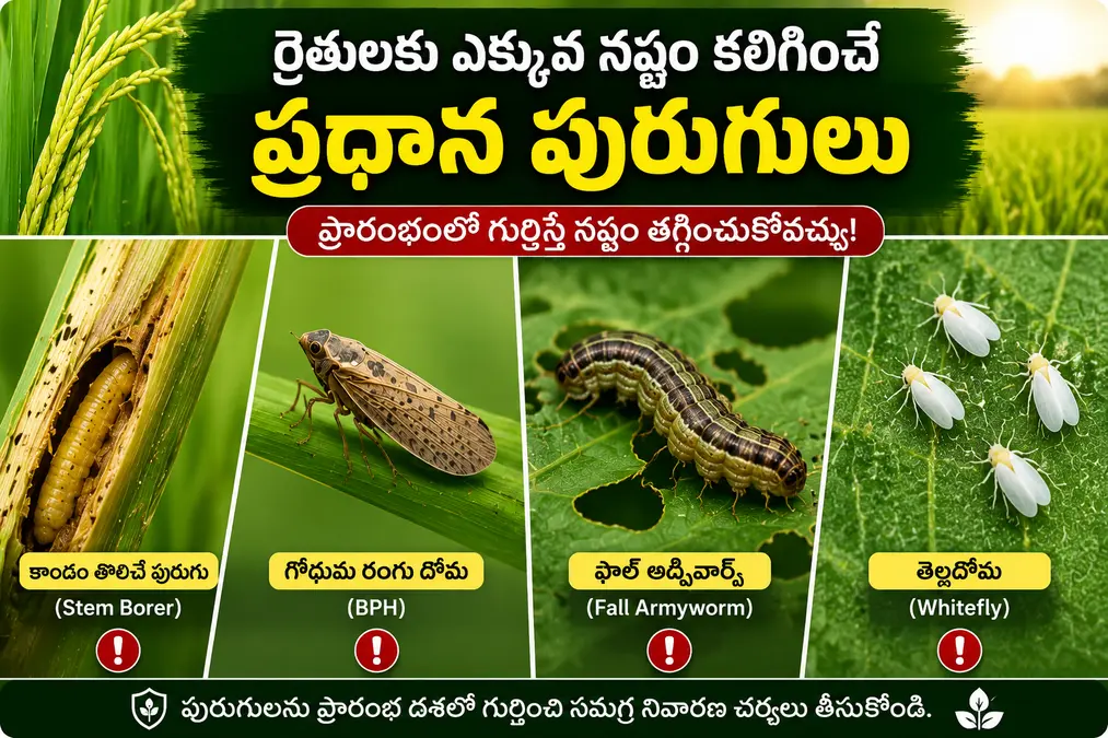 పంటల్లో వచ్చే ప్రధాన పురుగులు – కాండం తొలిచే పురుగు, గోధుమ రంగు దోమ (BPH), ఫాల్ ఆర్మీవార్మ్ మరియు తెల్లదోమ