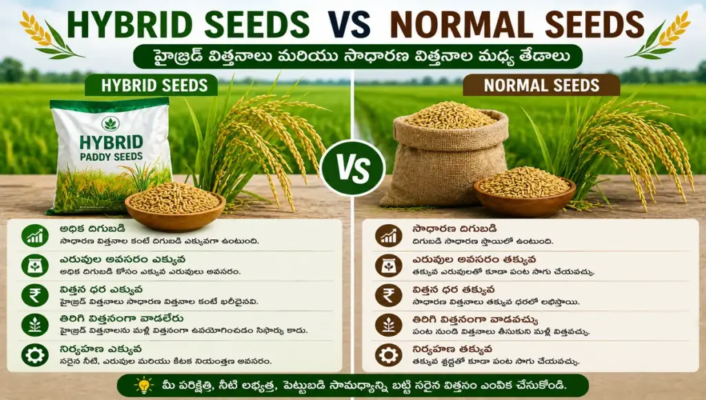 hybrid vs normal paddy seeds comparison