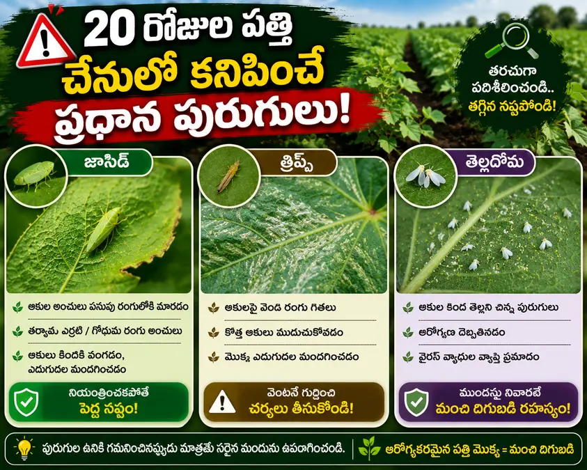 పత్తి పంటలో జాసిడ్, త్రిప్స్ మరియు తెల్లదోమ పురుగులను గుర్తించే చిత్రం