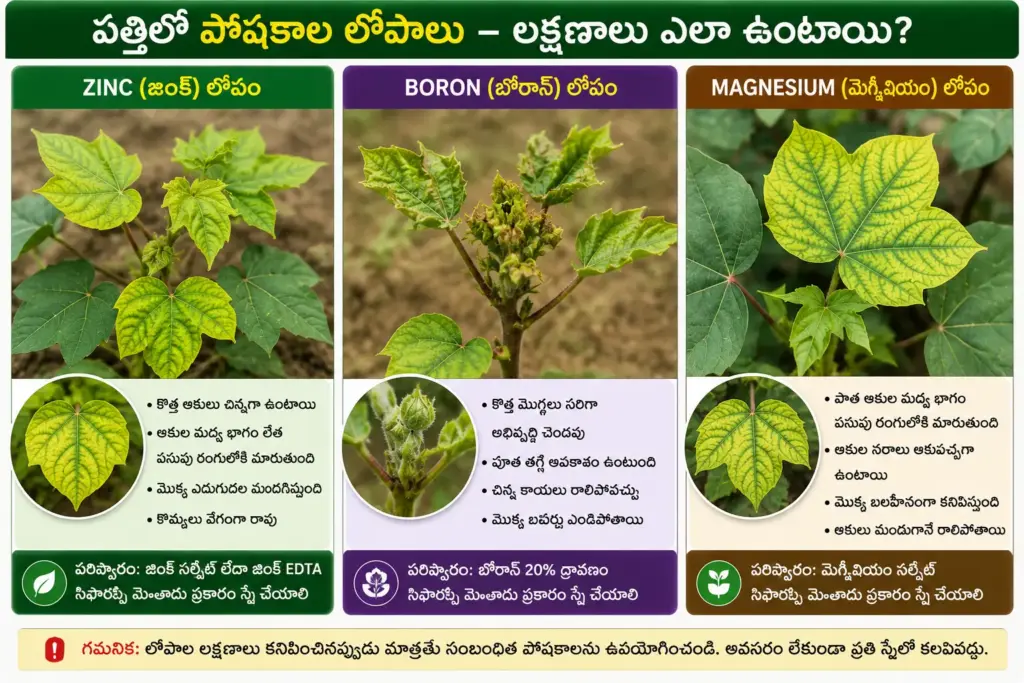 పత్తిలో Zinc, Boron, Magnesium లోపాల లక్షణాలు