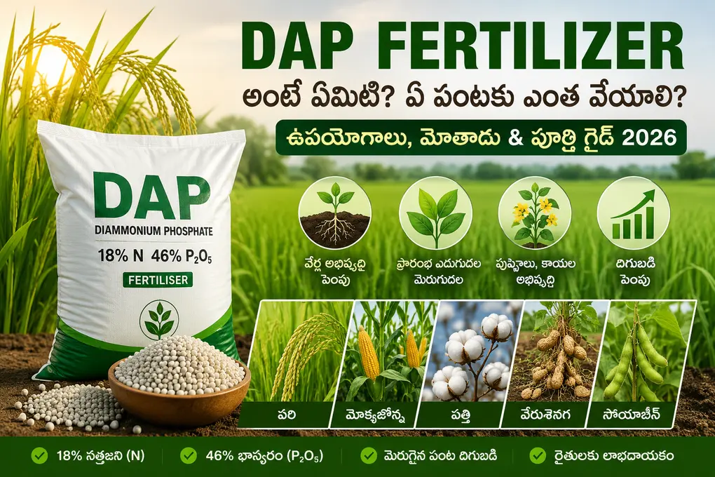 DAP Fertilizer అంటే ఏమిటి? ఏ పంటకు ఎంత వేయాలి? ఉపయోగాలు, మోతాదు & పూర్తి గైడ్ 2026