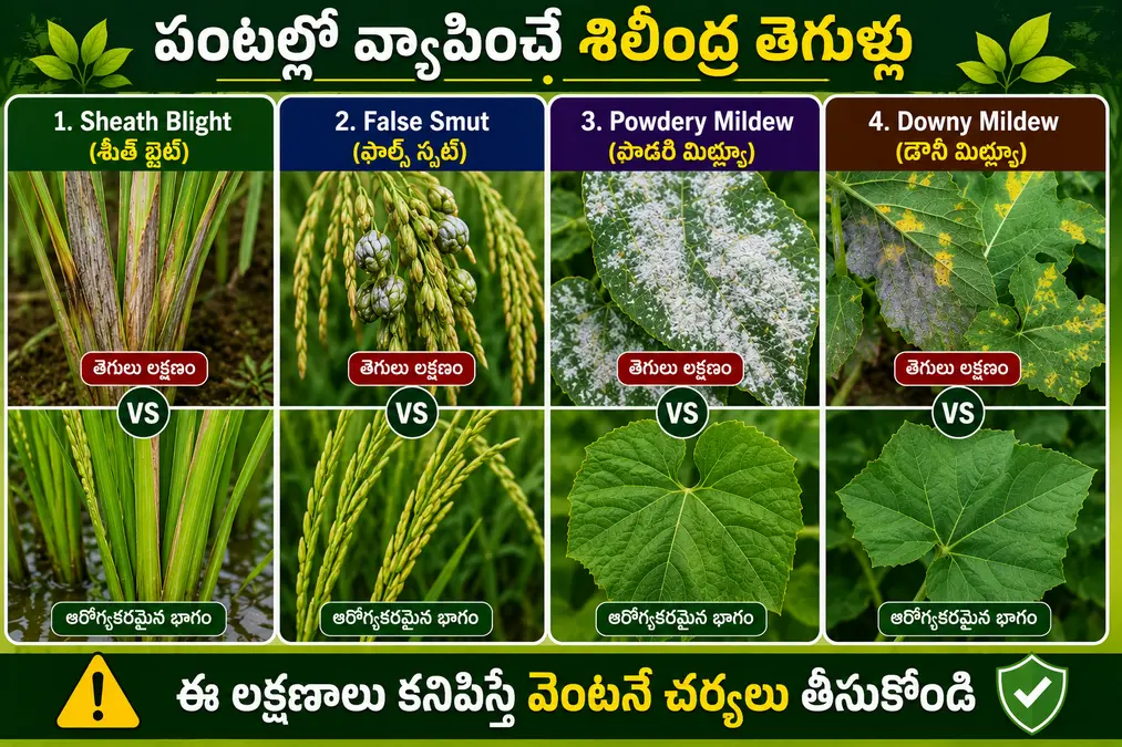 Sheath Blight False Smut Powdery Mildew Downy Mildew fungal diseases in crops