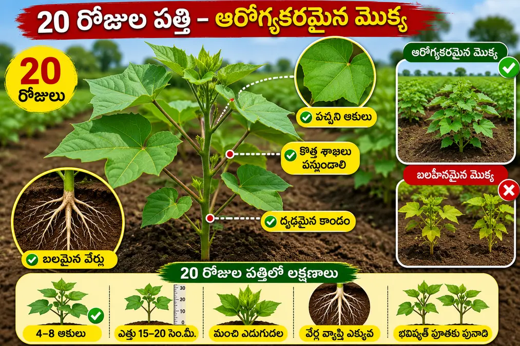 20 రోజుల వయస్సు గల ఆరోగ్యకరమైన పత్తి మొక్క, బలమైన వేర్లు మరియు పచ్చని ఆకులు