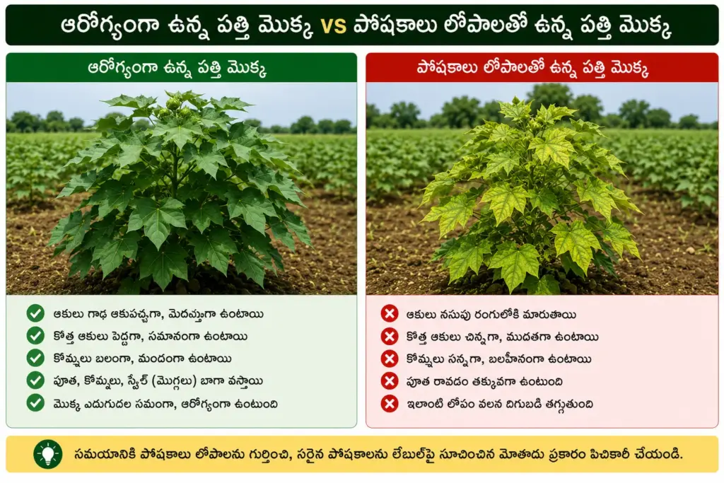 ఆరోగ్యకరమైన పత్తి మొక్క మరియు పోషకాల లోపం ఉన్న పత్తి మొక్క పోలిక