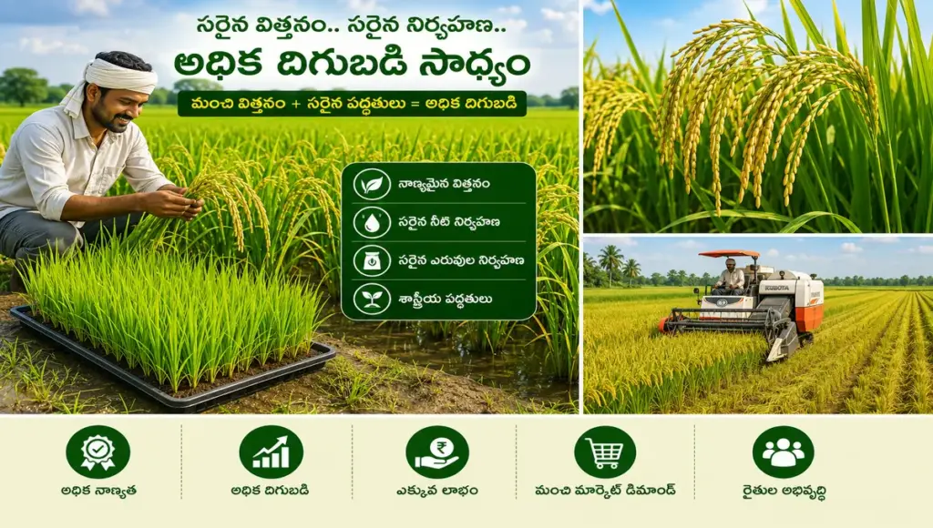 high yield paddy crop in kharif season