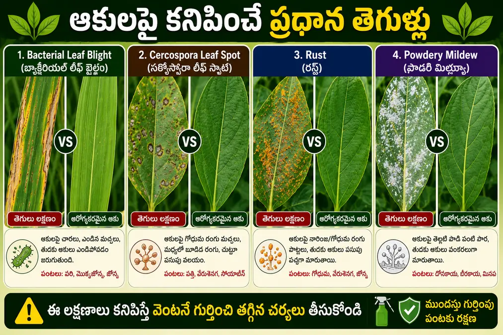 Bacterial Leaf Blight Cercospora Rust Powdery Mildew leaf disease symptoms