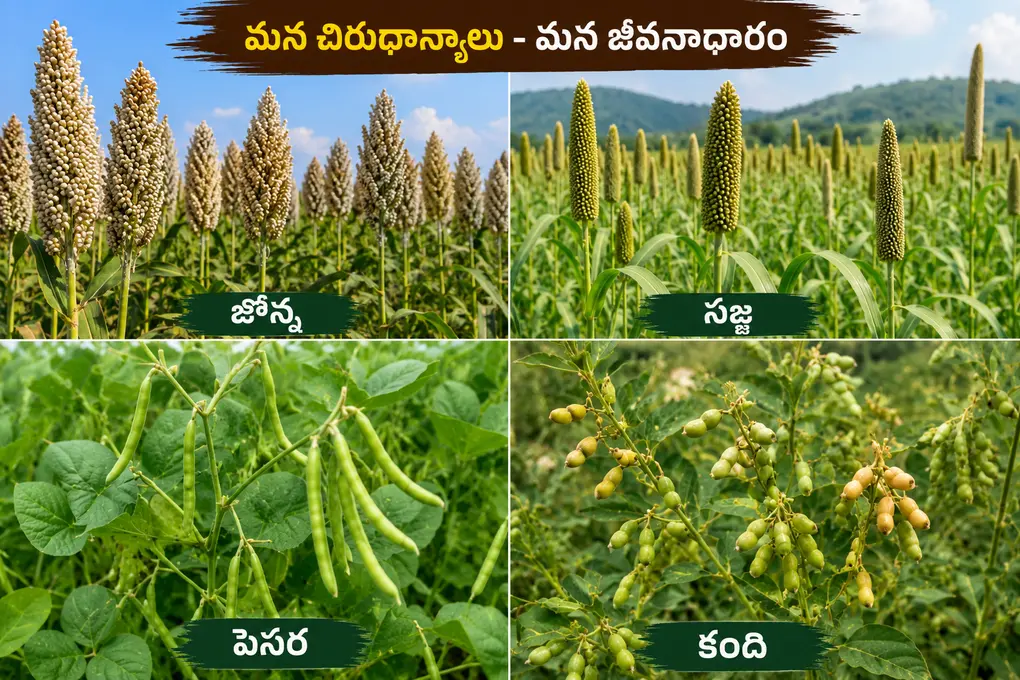 జొన్న సజ్జ పెసర కంది వంటి తక్కువ నీటి పంటలు