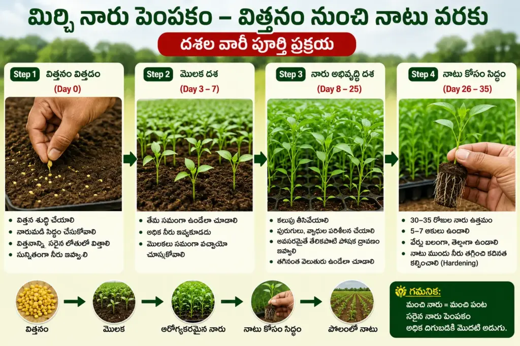 మిర్చి నారు Day-wise Nursery Management 2026