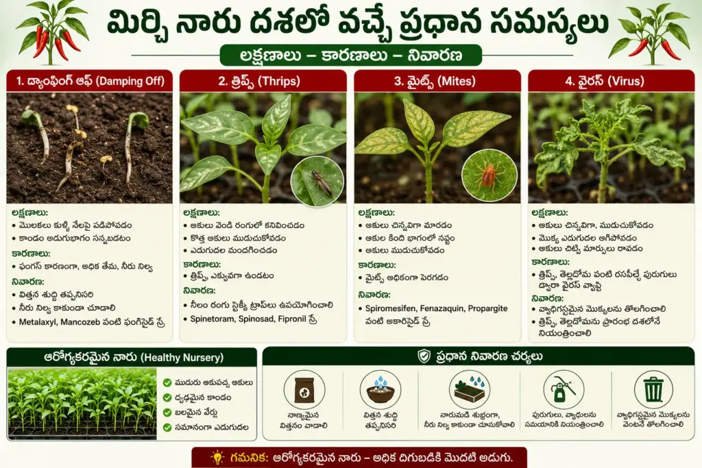 మిర్చి నారు దశలో Damping Off, Thrips, Mites మరియు Virus లక్షణాలు