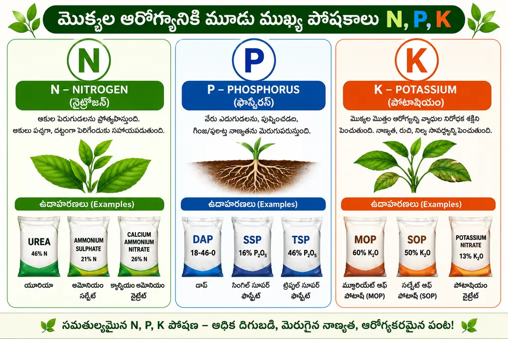 npk nitrogen phosphorus potassium