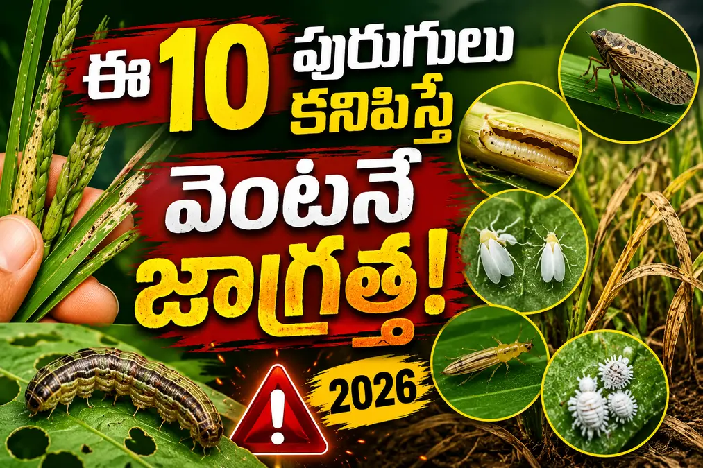 పంటల్లో వచ్చే ప్రధాన పురుగులు : ఈ 10 పురుగులను గుర్తించకపోతే రైతులకు భారీ నష్టం!
