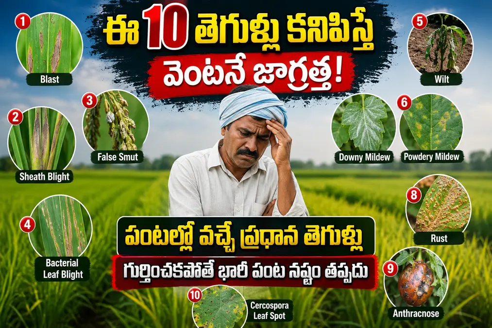 రైతులారా జాగ్రత్త! పంటల్లో వచ్చే ప్రధాన తెగుళ్లు గుర్తించకపోతే భారీ పంట నష్టం తప్పదు
