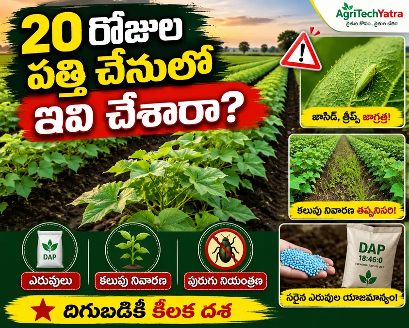 పత్తి నాటి 20 రోజులు అయ్యిందా? ఈ పనులు చేయకపోతే తర్వాత దిగుబడిపై ప్రభావం పడే అవకాశం!