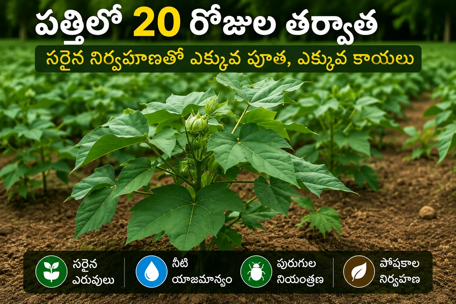 పత్తిలో 20 రోజుల తర్వాత ఈ 10 తప్పులు చేస్తున్నారా? అయితే పూత, కాయల సంఖ్య తగ్గే అవకాశం ఉంది – జాగ్రత్త!