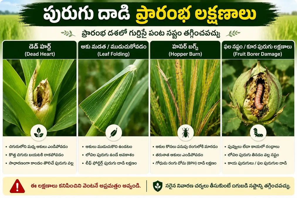 పంటల్లో వచ్చే ప్రధాన పురుగుల వల్ల కనిపించే ప్రారంభ లక్షణాలు – డెడ్ హార్ట్, ఆకు ముడుచుకోవడం, హాపర్ బర్న్ మరియు పండు దెబ్బతినడం