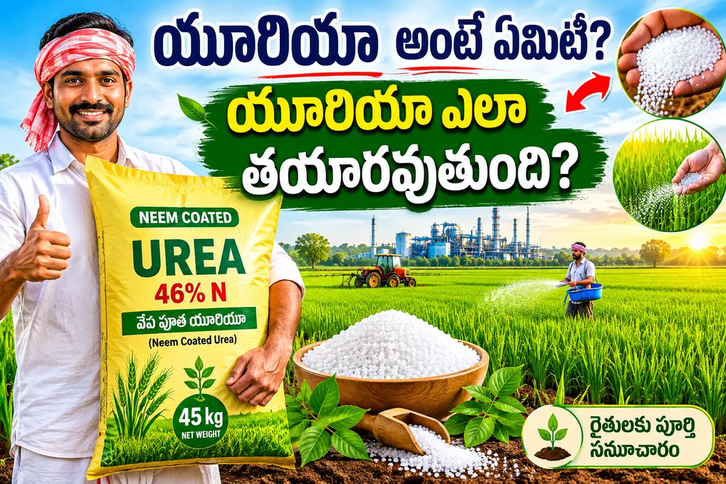 యూరియా అంటే ఏమిటి? ఫ్యాక్టరీ నుంచి రైతు పొలం వరకు యూరియా ప్రయాణం