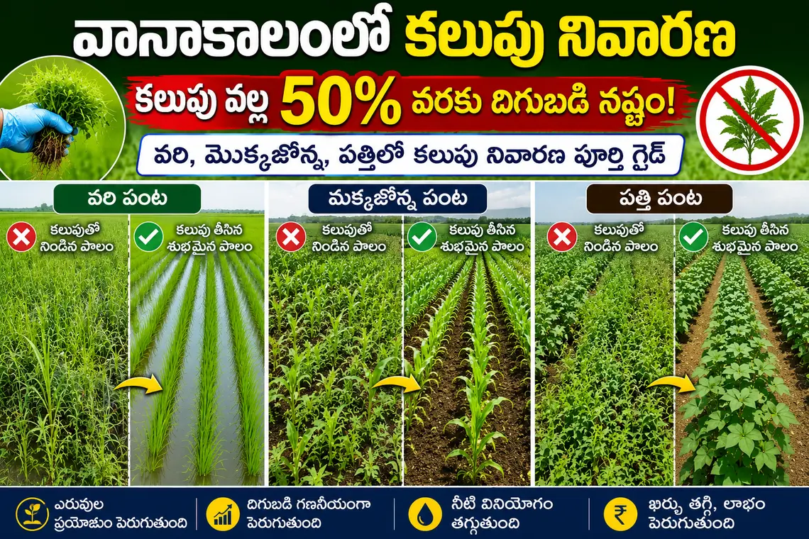వానాకాలంలో కలుపు నివారణ చేయకపోతే వరి, మొక్కజొన్న, పత్తి రైతులకు భారీ దిగుబడి నష్టం!