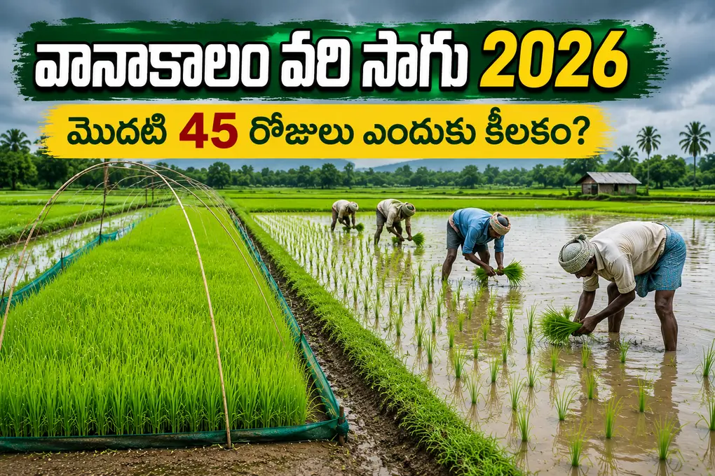 వానాకాలం వరి సాగు 2026: నారు మడి నుంచి 45 రోజుల వరకు ఈ 10 తప్పులు చేస్తే దిగుబడి తగ్గే ప్రమాదం!
