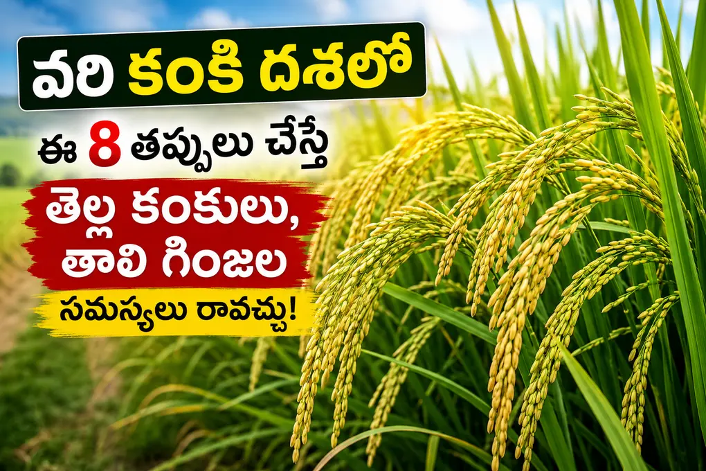 వరి కంకి దశలో ఈ 8 తప్పులు చేస్తే తెల్ల కంకులు, తాలి గింజల సమస్యలు రావచ్చు!