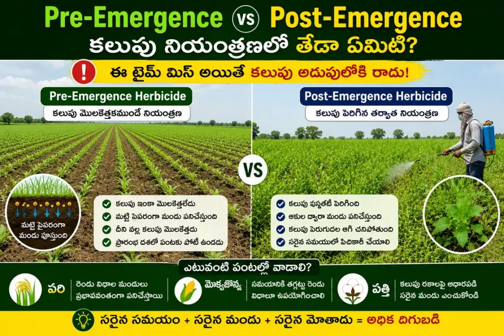 వరి మొక్కజొన్న పత్తి పంటల్లో కలుపు నియంత్రణ పద్ధతులు