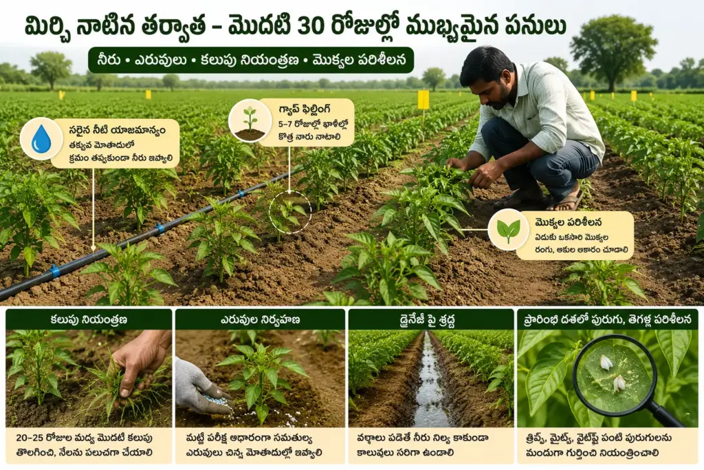 మిర్చి నాటిన తర్వాత చేయాల్సిన ముఖ్యమైన పనులు