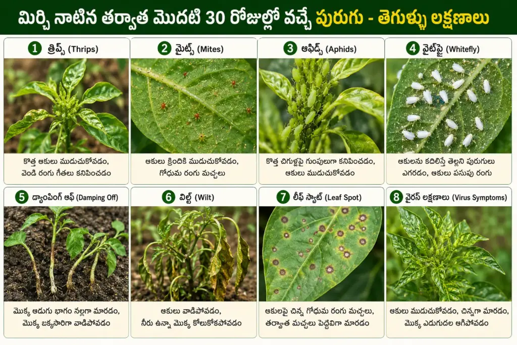మిర్చి పంటలో త్రిప్స్, మైట్స్, వైట్‌ఫ్లై, విల్ట్ మరియు ఇతర తెగుళ్లు