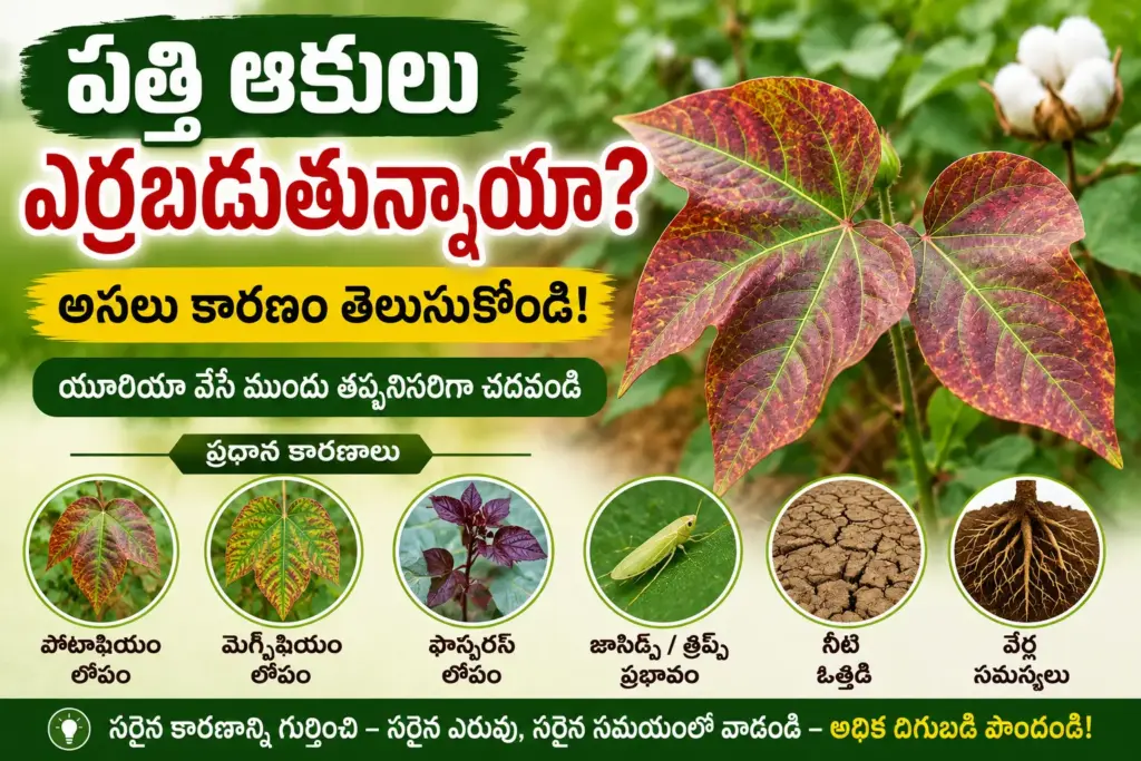 పత్తి ఆకులు ఎర్రబడడానికి ప్రధాన కారణాలు - పొటాషియం, మెగ్నీషియం, ఫాస్ఫరస్ లోపం