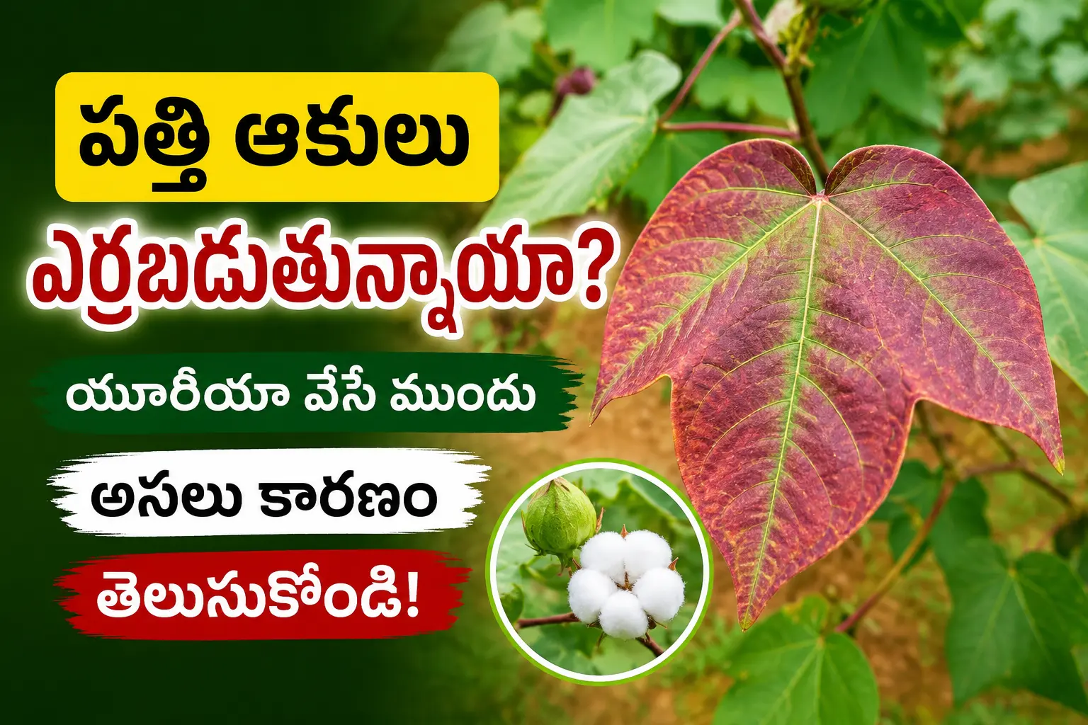 పత్తి ఆకులు ఎర్రబడుతున్నాయా - యూరియా వేసే ముందు అసలు కారణం