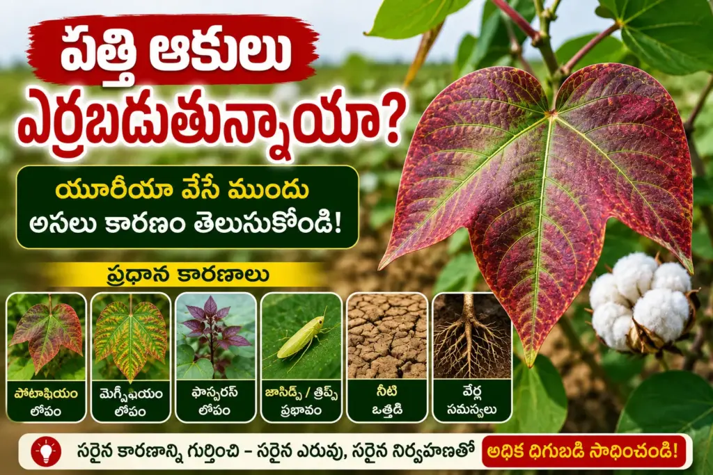 పత్తి ఆకులు ఎర్రబడుతున్నాయా - యూరియా వేసే ముందు అసలు కారణం తెలుసుకోండి